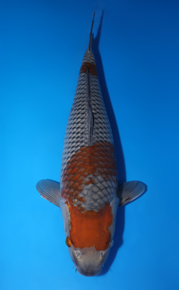 Ochibashigure - koi #x0423m042