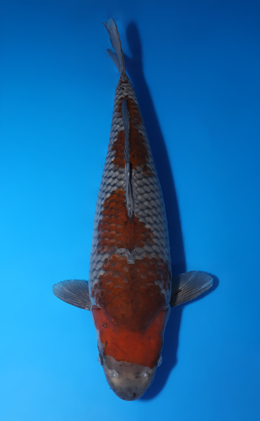 Ochibashigure - koi #x0423m045