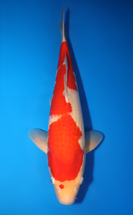 Kohaku - koi #x0423m046