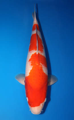 Kohaku - koi #x0423m047