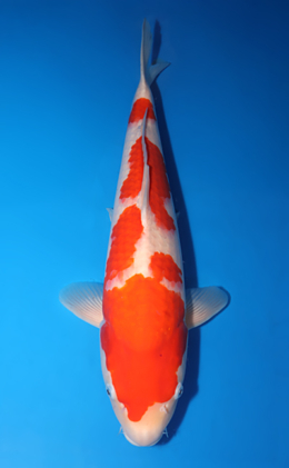Kohaku - koi #x0423m048