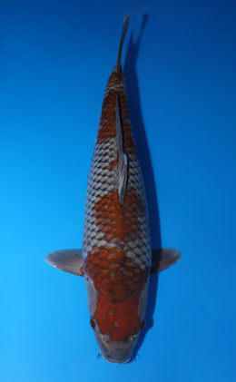 Ochibashigure - koi #x0423m051