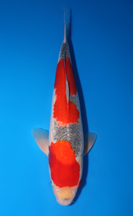 Goshiki - koi #x0423m052