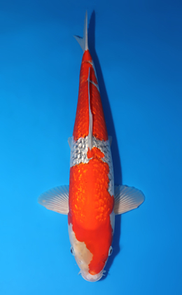 Ginrin Goshiki - koi #x0423m053