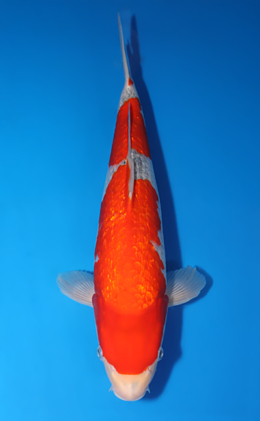 Ginrin Goshiki - koi #x0423m054