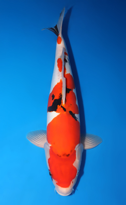 Doitsu Sanke - koi #x0423m055
