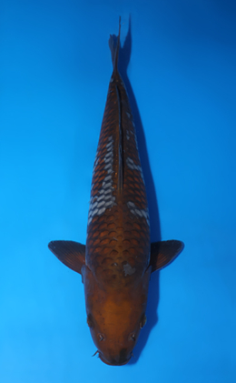 Ochibashigure - koi #x0423m057