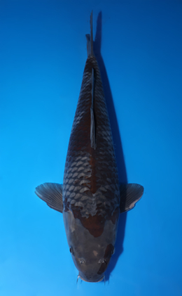 Ochibashigure - koi #x0423m059