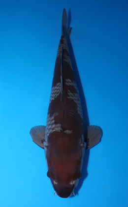 Ochibashigure - koi #x0423m060