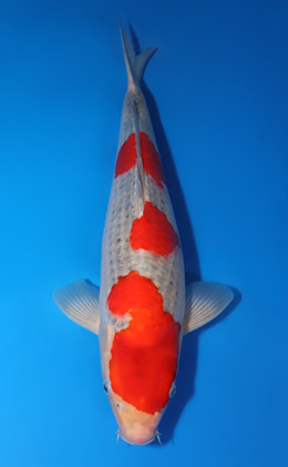 Goshiki - koi #x0424m001