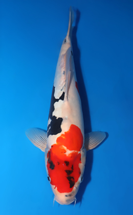 Doitsu Showa - koi #x0424m002