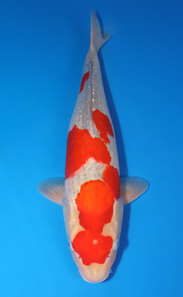 Goshiki - koi #x0424m003