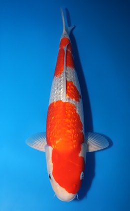 Ginrin Goshiki - koi #x0424m005