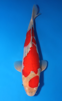 Goshiki - koi #x0424m006