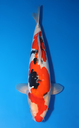 Doitsu Showa - koi #x0424m008