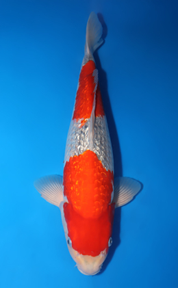 Ginrin Goshiki - koi #x0424m009