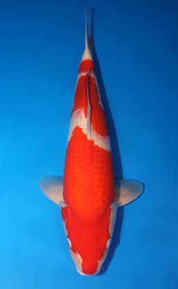 Kohaku - koi #x0424m010