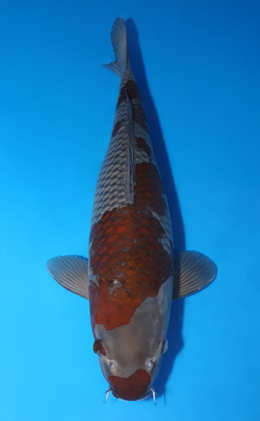Ochibashigure - koi #x0424m011