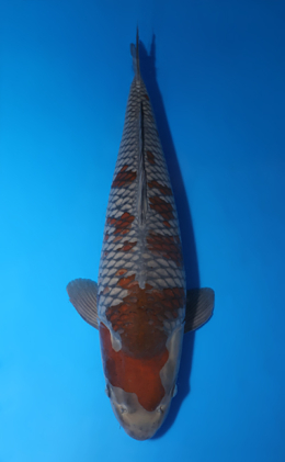 Ochibashigure - koi #x0424m015