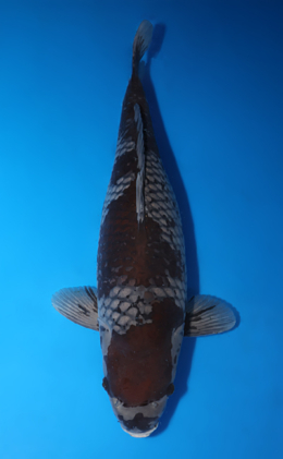 Ochibashigure - koi #x0424m016