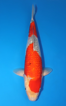 Ginrin Goshiki - koi #x0424m017