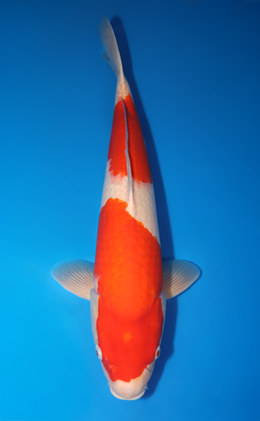 Kohaku - koi #x0424m018
