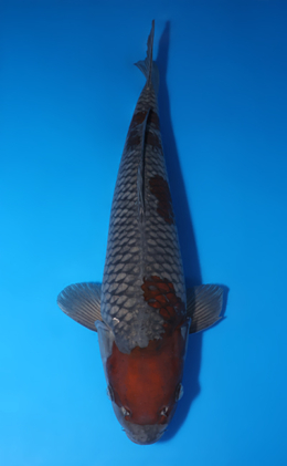 Ochibashigure - koi #x0424m019