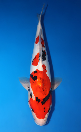 Doitsu Showa - koi #x0424m024