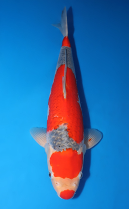 Goshiki - koi #x0424m028