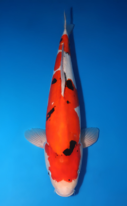 Doitsu Sanke - koi #x0424m029