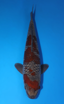 Ochibashigure - koi #x0424m030