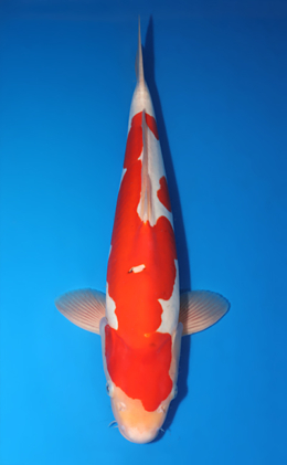 Doitsu Sanke - koi #x0424m031