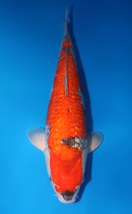 Ginrin Goshiki - koi #x0424m033