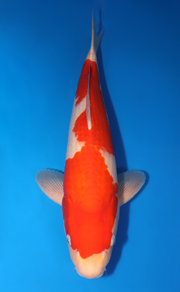 Kohaku - koi #x0424m034