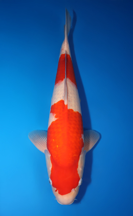 Kohaku - koi #x0424m035
