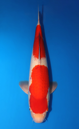 Kohaku - koi #x0424m036