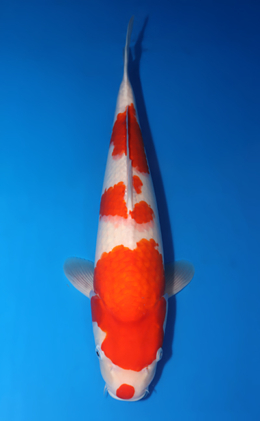 Kohaku - koi #x0424m037