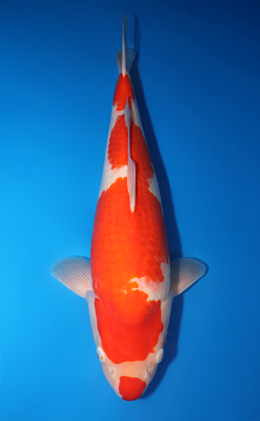 Kohaku - koi #x0424m038