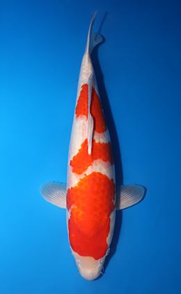 Kohaku - koi #x0424m039