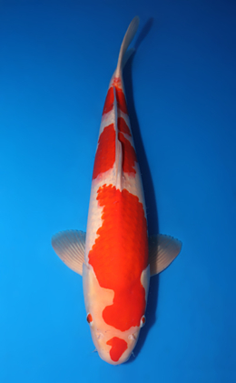 Kohaku - koi #x0424m041