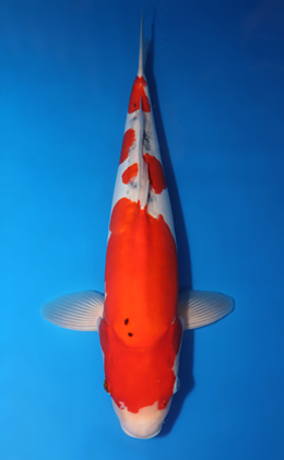 Doitsu Sanke - koi #x0424m042