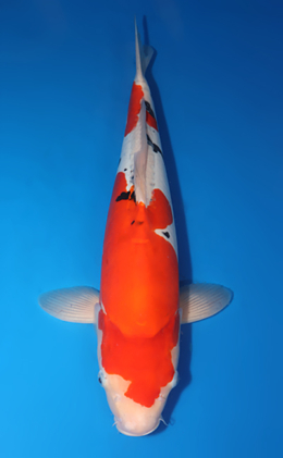 Doitsu Sanke - koi #x0424m043