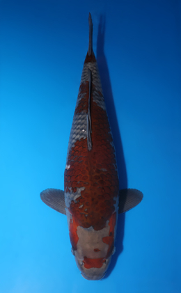 Ochibashigure - koi #x0424m044