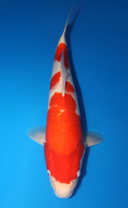 Kohaku - koi #x0424m045