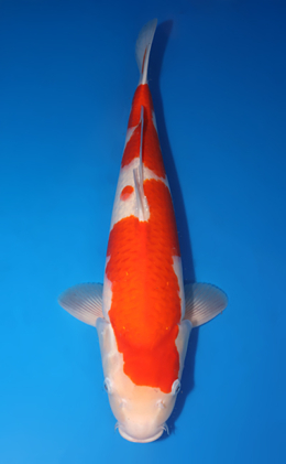 Kohaku - koi #x0424m046