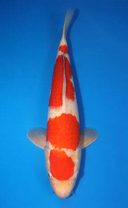 Kohaku - koi #x0424m048