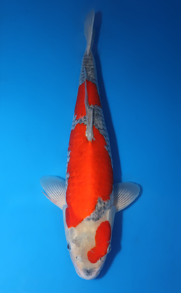Goshiki - koi #x0424m049