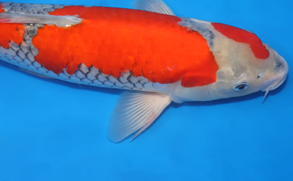 Goshiki - koi #x0424m049 - Side View