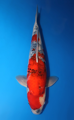 Showa - koi #x0424m050