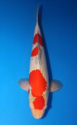Goshiki - koi #x0424m052